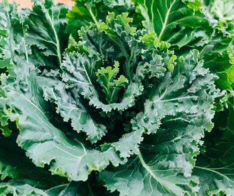 Kale Helps With Migraine